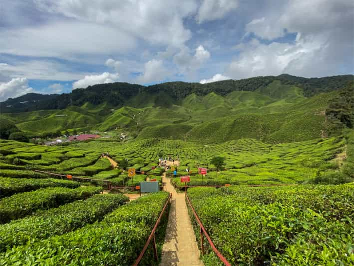 cameron highlands private tour