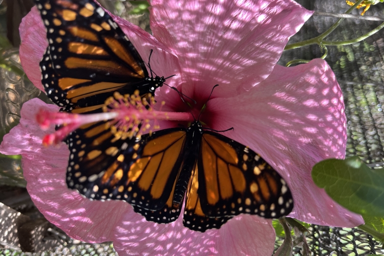 Maui: Interaktywny bilet wstępu na farmę motyliWycieczka po farmie motyli na Maui
