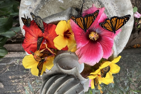 Maui: toegangsticket voor interactieve vlinderboerderijMaui vlinderboerderij-tour