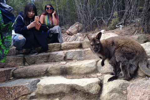 Hobart : Wineglass Bay & Freycinet Active Day TourDe Hobart: excursion active d'une journée à Wineglass Bay