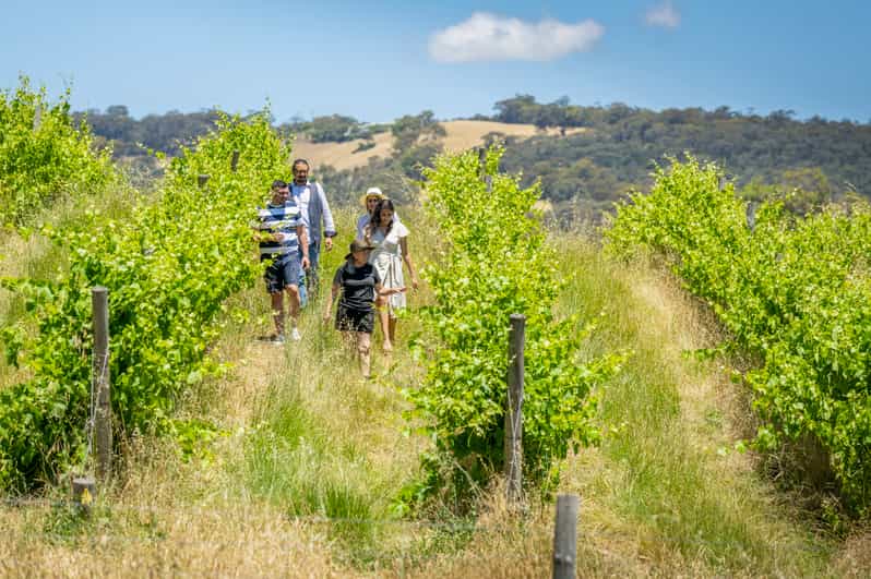 McLaren Vale Private Gemtree Wines Biodynamic Winery Tour GetYourGuide