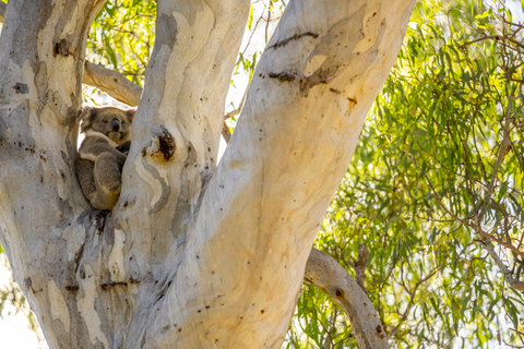 McLaren Vale: Prywatna wycieczka biodynamiczna po winnicach Gemtree