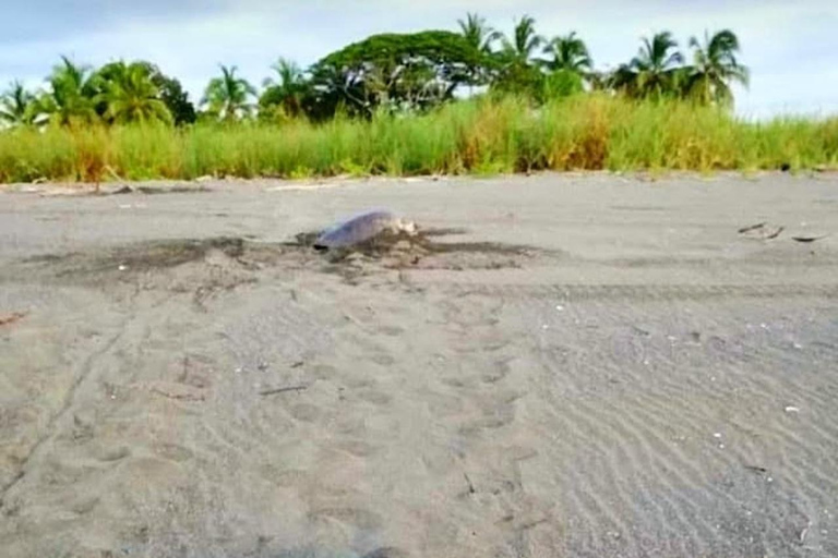 Turtle Night Tour in Isla Cañas
