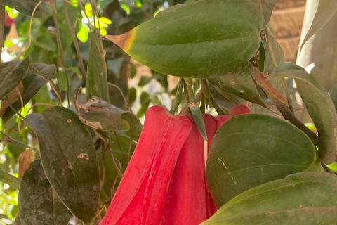 Private Tour Aviary Tricao Park & Pablo Neruda's House