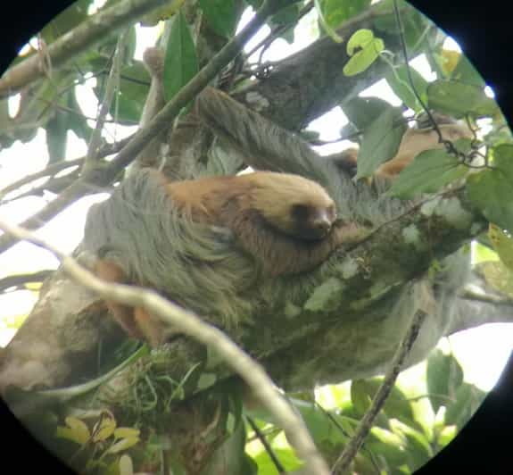La Fortuna: Sloth Watching Tour | GetYourGuide