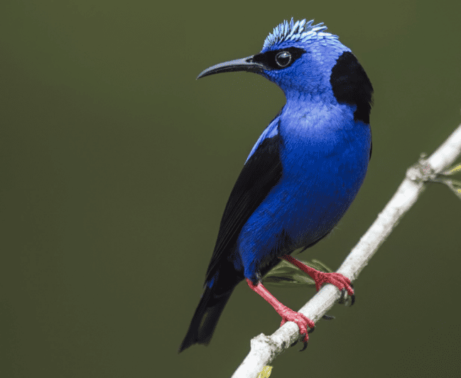 La Fortuna: Sloth Watching Tour | GetYourGuide