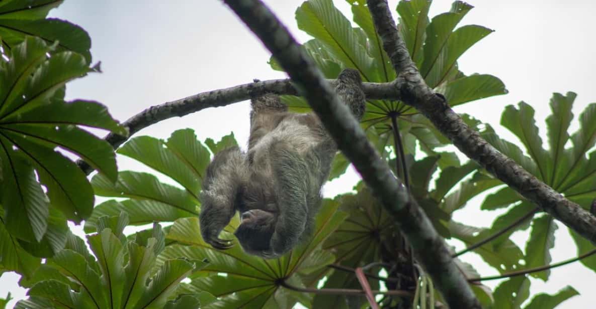 La Fortuna: Sloth Watching Tour | GetYourGuide