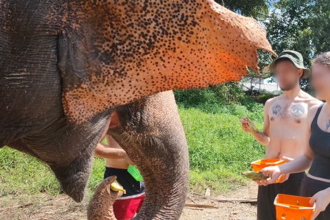 Khao Lak: Elephant Bathing and Feeding Tour with Waterfall Elephant Bathing and Feeding Morning Tour