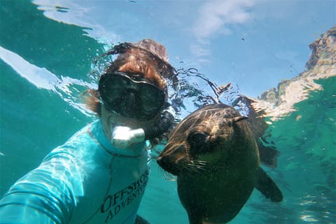Plettenberg Bay: Seal Colony Viewing Excursion