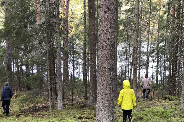 Rastreo de lobos y fauna salvaje en Suecia