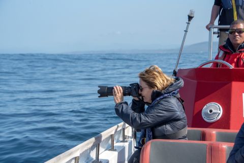 Knysna: observação de golfinhos e cruzeiro pela costa da Garden Route