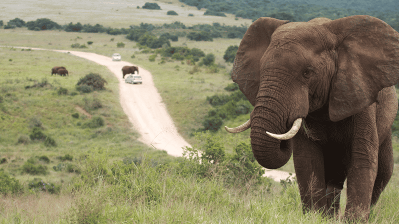 Port Elizabeth: Addo Elephant Park Safari Shore Excursion | GetYourGuide