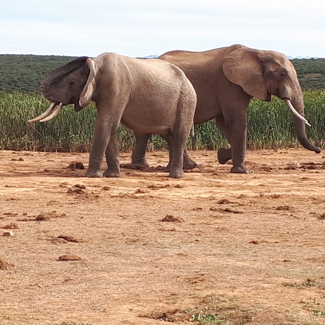 Port Elizabeth Shore Excursion Addo Elephant Park Safari Getyourguide 4091