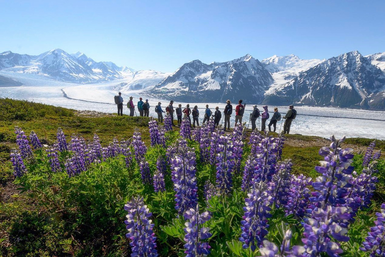 Anchorage: Excursión en helicóptero con aterrizaje en el Gran Glaciar KnikAnchorage: tour en helicóptero por el glaciar Grand Knik con aterrizajes