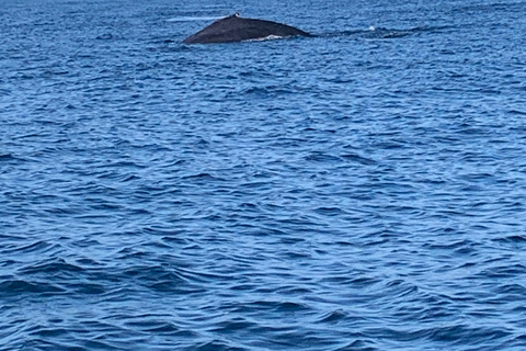 Puerto Escondido: Bootstour zu Delfinen und MeerestierenPrivate Tour