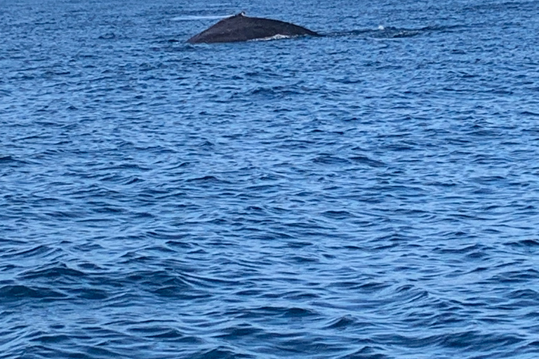 Puerto Escondido: Bootstour zu Delfinen und MeerestierenPrivate Tour