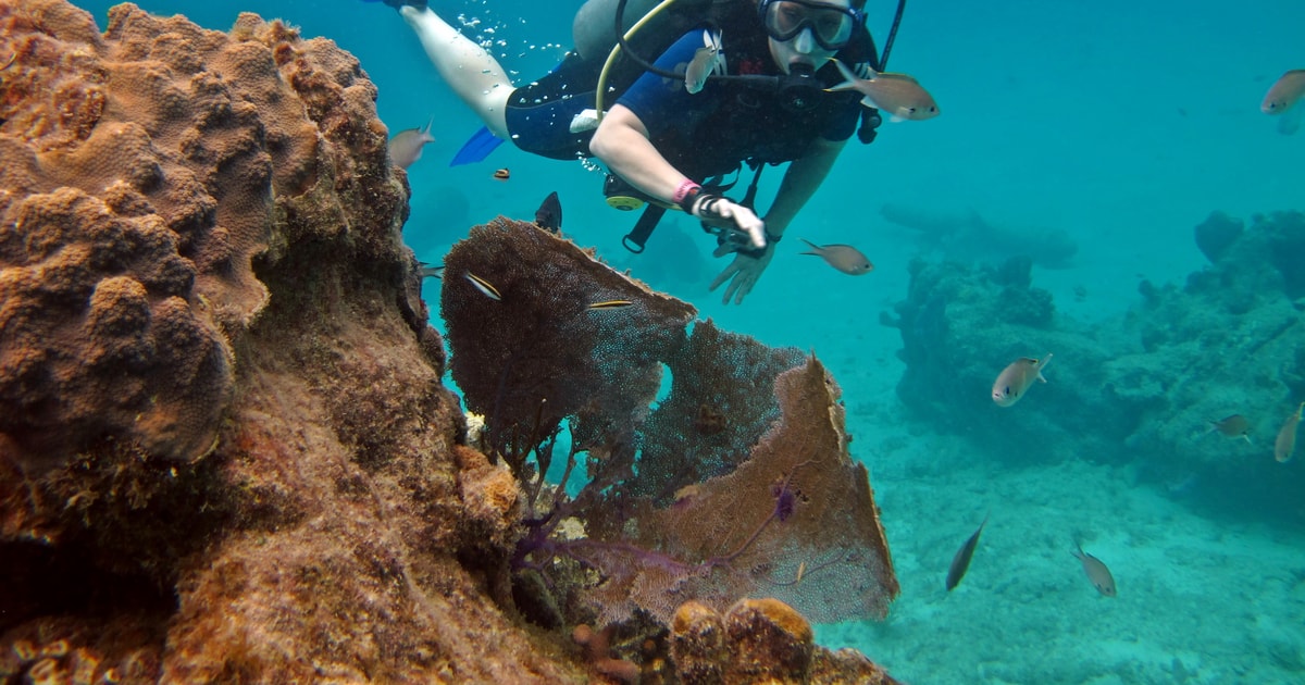 Cozumel: One Tank Scuba Dive and Full Chankanaab Park Access | GetYourGuide