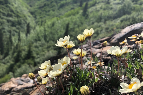 Denali: 5-Hour Guided Wilderness Hiking Tour Denali 4-Hour Hiking Tour