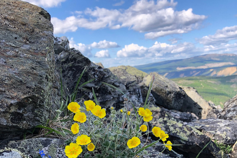 Denali: 5-Hour Guided Wilderness Hiking Tour Denali 4-Hour Hiking Tour