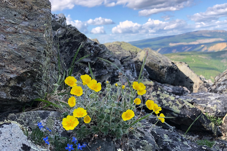 Denali: 5-Hour Guided Wilderness Hiking Tour Denali 4-Hour Hiking Tour