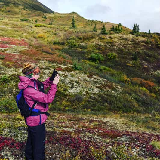 Denali 5Hour Guided Wilderness Hiking Tour GetYourGuide