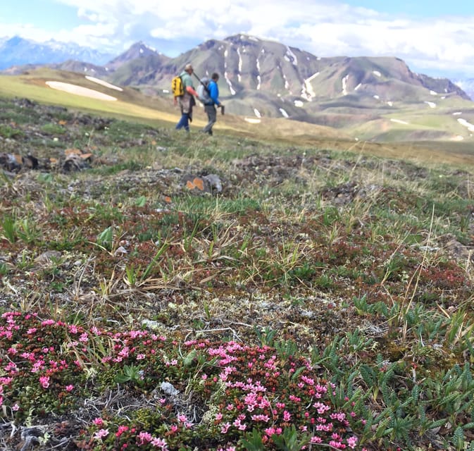 Denali guided clearance hikes