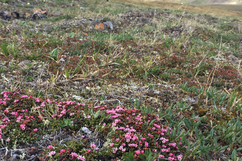 Denali: 5-Hour Guided Wilderness Hiking Tour Denali 4-Hour Hiking Tour