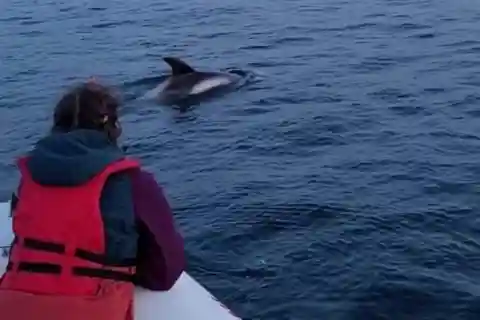 Corner Brook : Excursion en zodiac de 3 heures à Woods Island Adventure