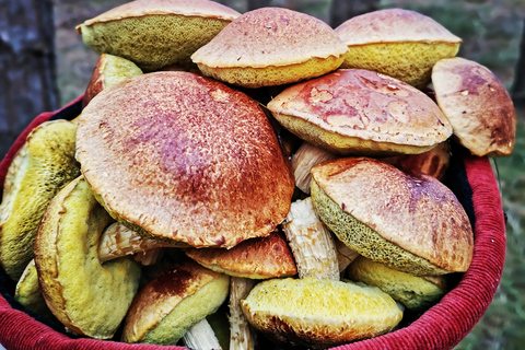 Pilzsammeln in den Wäldern bei Riga