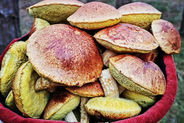 Pilzsammeln in den Wäldern bei Riga