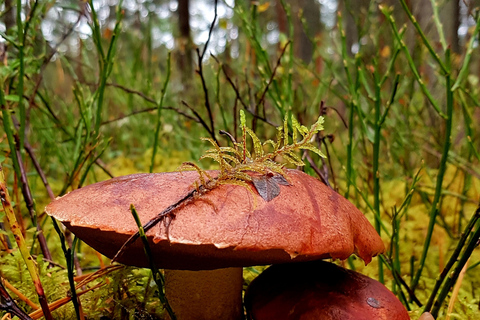 Pilzsammeln in den Wäldern bei Riga