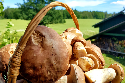 Pilzsammeln in den Wäldern bei Riga