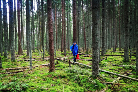Pilzsammeln in den Wäldern bei Riga