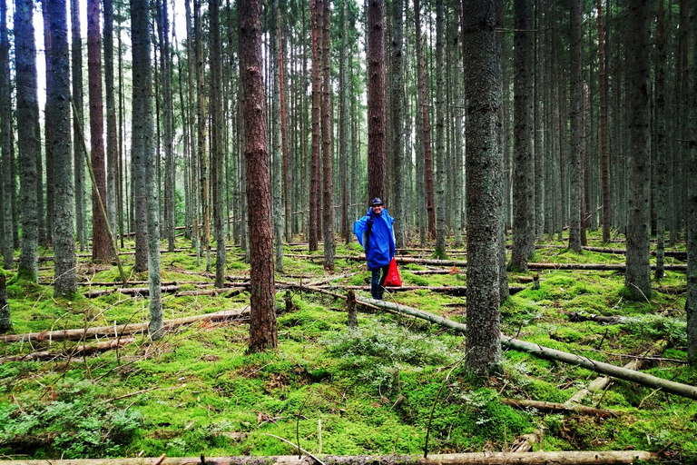 Pilzsammeln in den Wäldern bei Riga