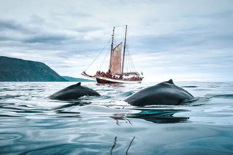 Húsavík: Osservazione delle balene con la tradizionale nave a vela in legno