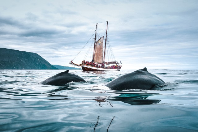 Húsavík: walvissen spotten met een traditioneel houten zeilschip
