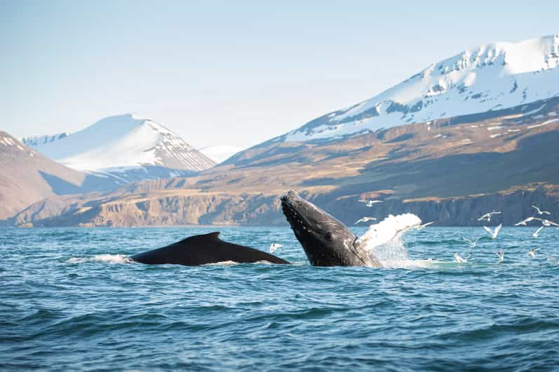 Húsavík: Whale-Watching Cruise and Puffins Guided Tour | GetYourGuide