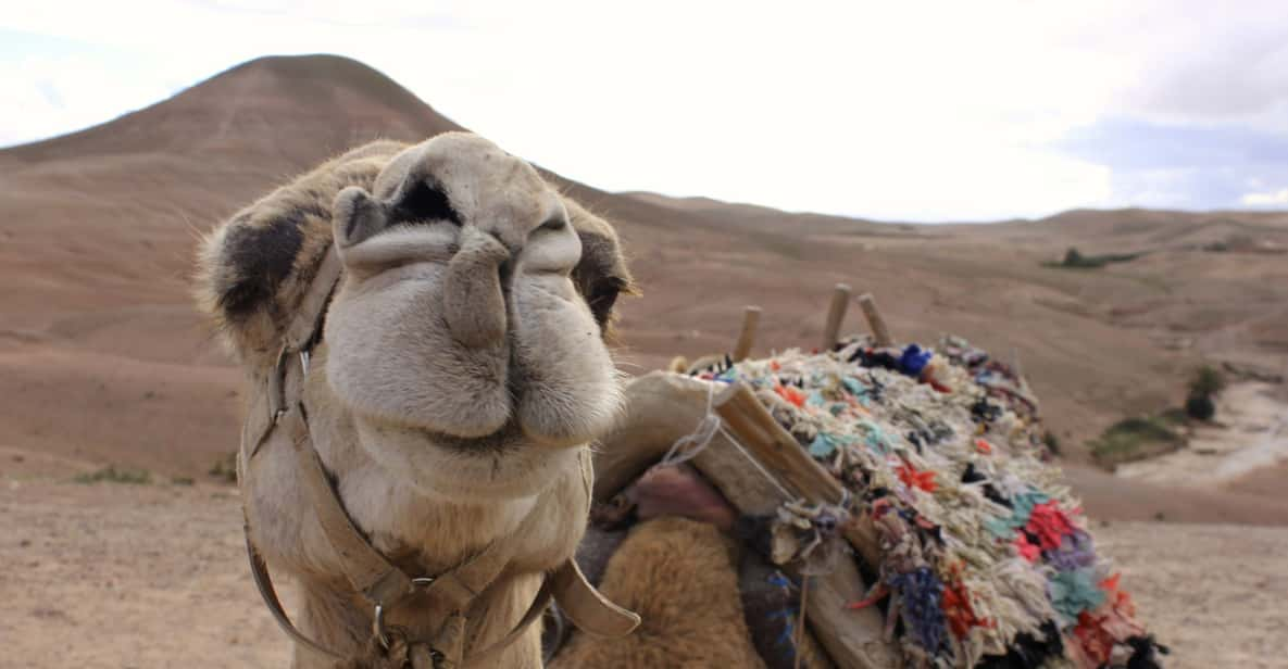 Marrakech: Gita Di Un Giorno Nel Deserto Di Agafay E In Montagna Con ...