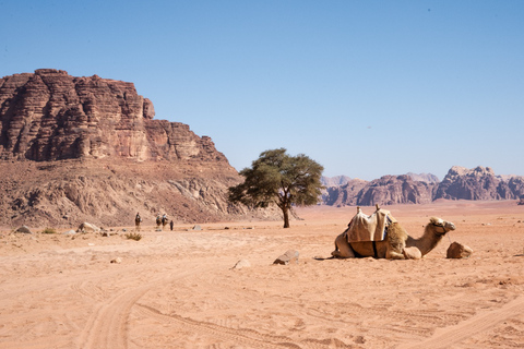 Från Kairo: 7-dagars (6 kvällar) paketresa Egypten och JordanienFrån Kairo: 7-dagars paketresa till Egypten och Jordanien (6 nätter)