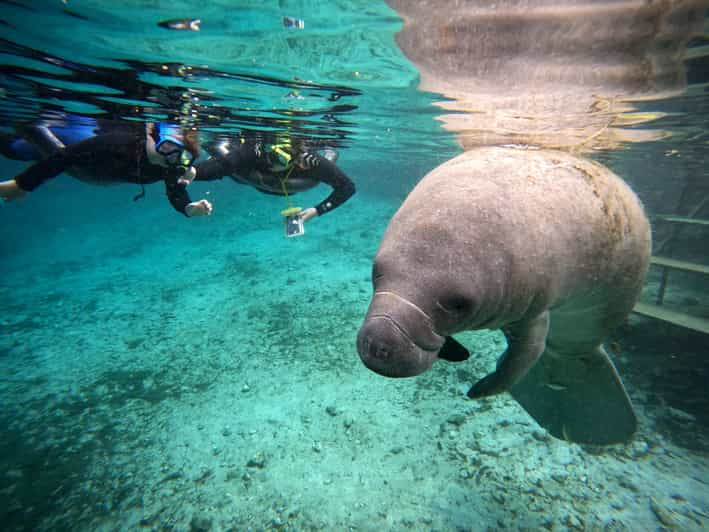 Orlando: Manatee Encounter, Snorkeling, and Airboat Ride | GetYourGuide