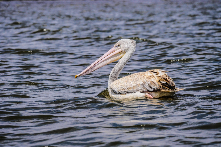 Safari di 4 giorni al Masai Mara e al Lago Nakuru con i Big 5