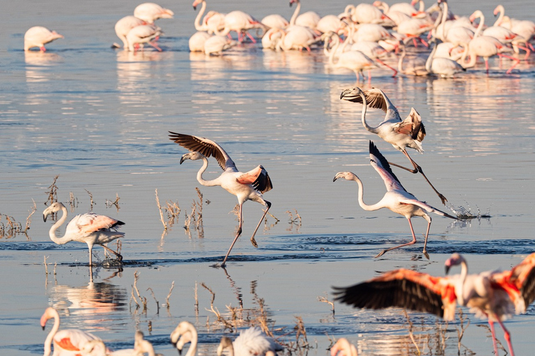 Safari di 4 giorni al Masai Mara e al Lago Nakuru con i Big 5