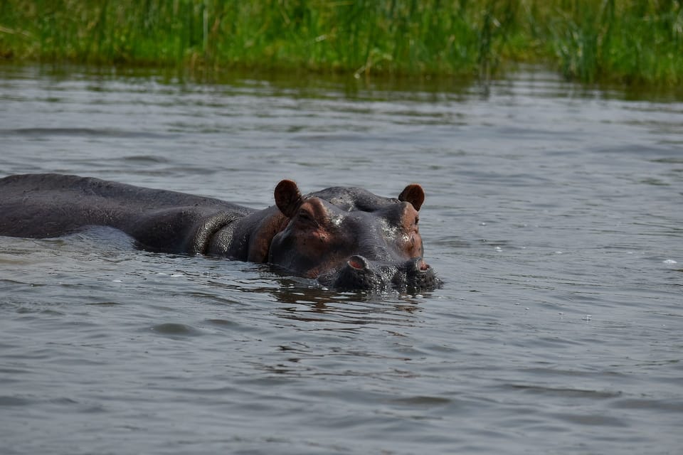 Safari De D As Por El Masai Mara Y El Lago Nakuru Con Los Grandes