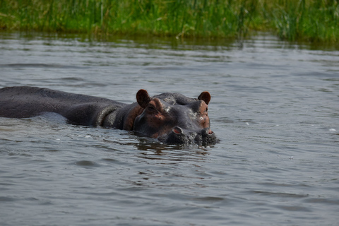 Safari di 4 giorni al Masai Mara e al Lago Nakuru con i Big 5