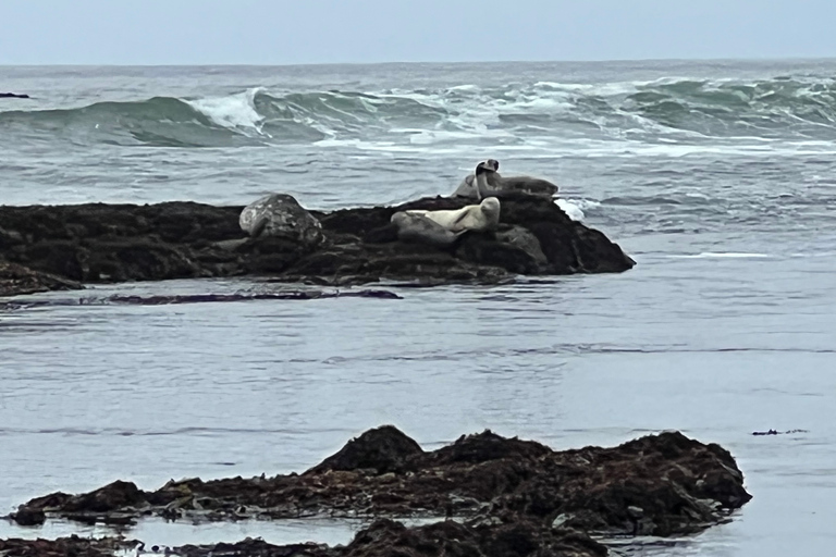 Från San Francisco: Privat rundtur i Carmel, Monterey och Big Sur