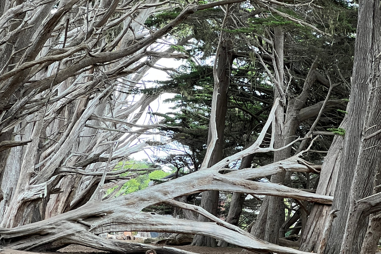 Från San Francisco: Privat rundtur i Carmel, Monterey och Big Sur