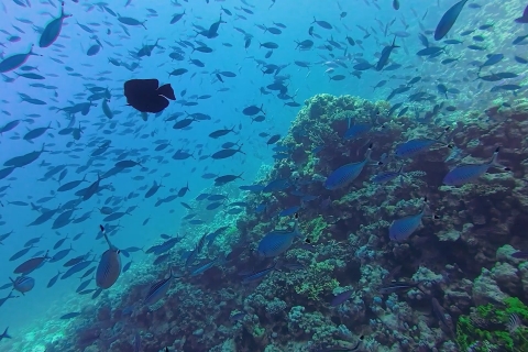 Hurghada: descubrimiento de buceo de día completoDiscovery Diving para buceadores no certificados