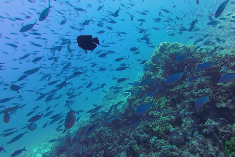 Hurghada: descubrimiento de buceo de día completoViaje de buceo privado con instructor