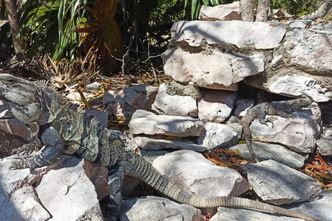 Tulum and Coba: Full-Day Archeological Tour with Lunch