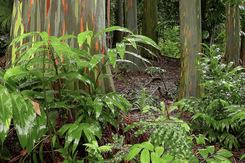 Maui: Open-Air Road to Hāna Jungle Adventure Tour Open-Air! Road to Hana Jungle Adventure Tour! (5.5 Hours)